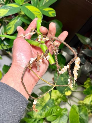 Monstera Albo Variegata