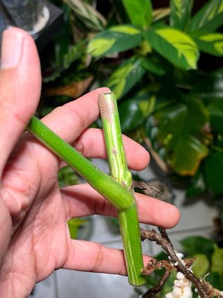Monstera Albo Variegata