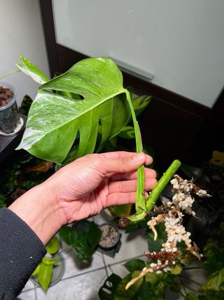 Monstera Albo Variegata