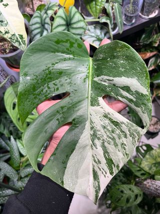 Monstera Albo Variegata
