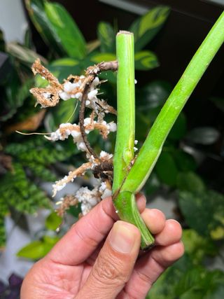 Monstera Albo Variegata
