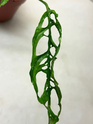 Monstera Obliqua Peru - vaso 12cm