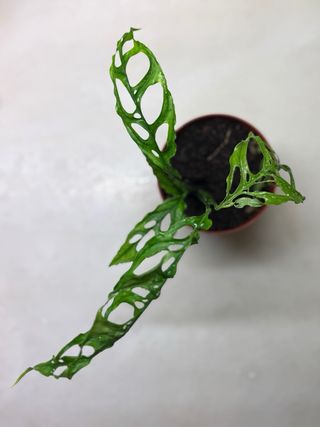 Monstera Obliqua Peru - vaso 12cm