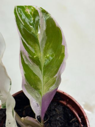 Calathea White Fusion Planta