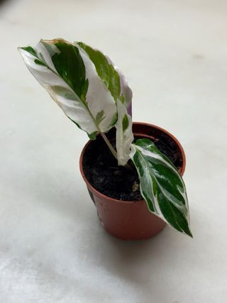 Calathea White Fusion Planta