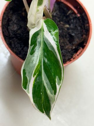 Calathea White Fusion Planta