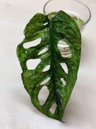 Monstera Adansonii 'Mint' - 1 folha