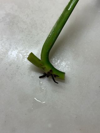 Monstera Adansonii 'Mint' - 1 folha