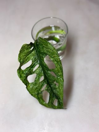 Monstera Adansonii 'Mint' - 1 folha