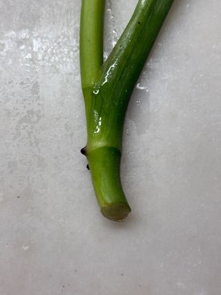 Monstera Adansonii Mint - 2 folhas