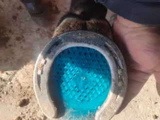 Herrador de caballos Castilla la Mancha y Madrid.