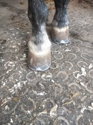 Herrador de caballos Castilla la Mancha y Madrid.