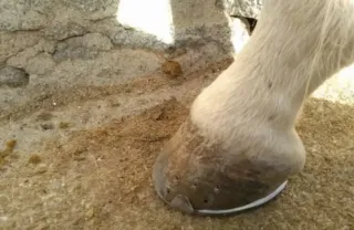 Herrador de caballos Castilla la Mancha y Madrid.