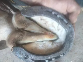 Herrador de caballos Castilla la Mancha y Madrid.