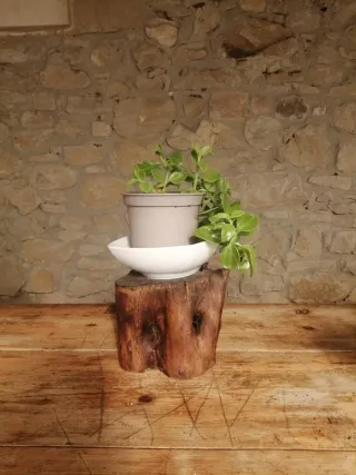 Ceppo in legno d'ulivo