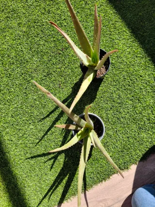 Planta de Aloe Vera.  Compra en persona