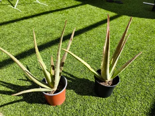 Planta de Aloe Vera.  Compra en persona