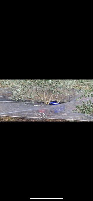 Paraguas para recoger aceitunas/almendras