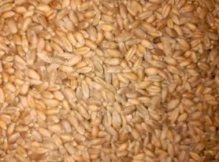 Trigo para siembra