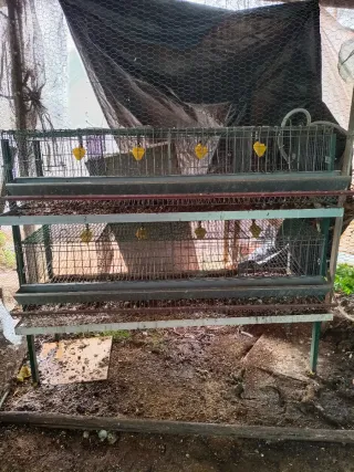 Jaulas para codornices 675465011