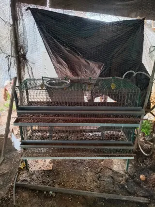 Jaulas para codornices 675465011