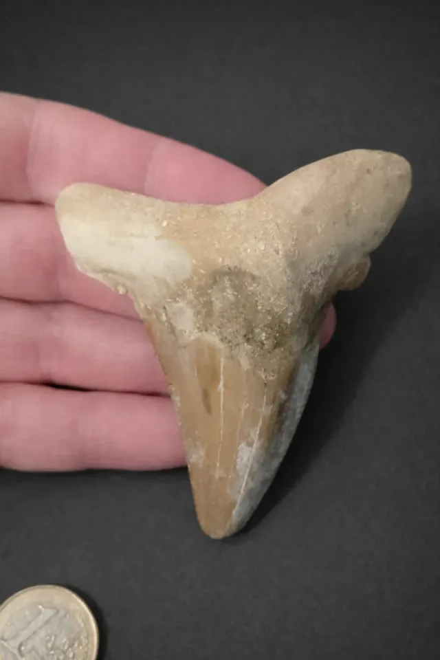 Diente Fósil Tiburón Otodus Sokolovi 8cm