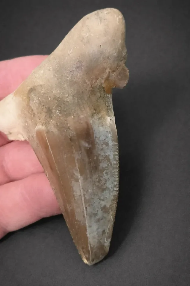 Diente Fósil Tiburón Otodus Sokolovi 8cm