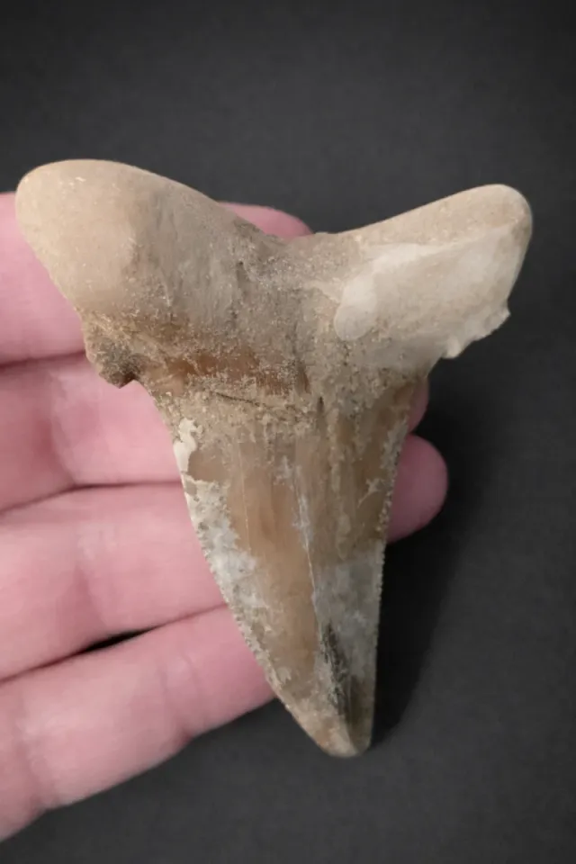 Diente Fósil Tiburón Otodus Sokolovi 8cm