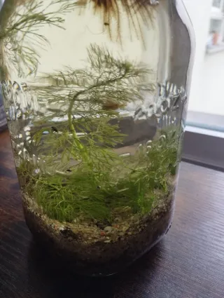 Plantas de acuario