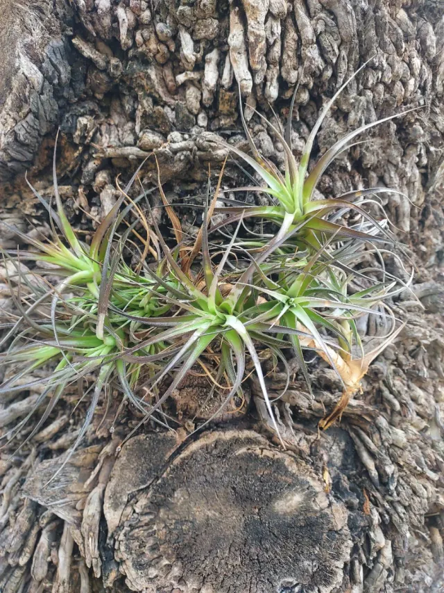 Tillandsias variedad  Bergeri