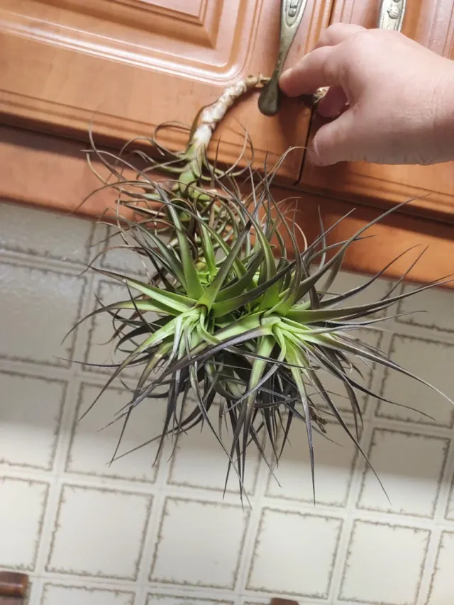 Tillandsias variedad  Bergeri
