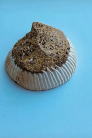 Oggetti da collezione: pietre, fossili, argenteria