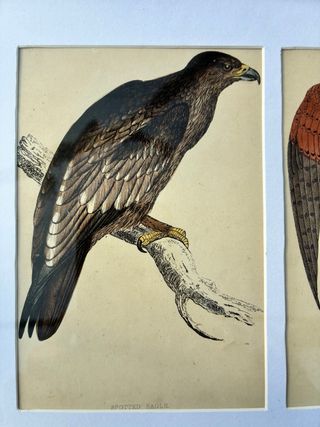 3 Stampe British Birds 1859 con cornice