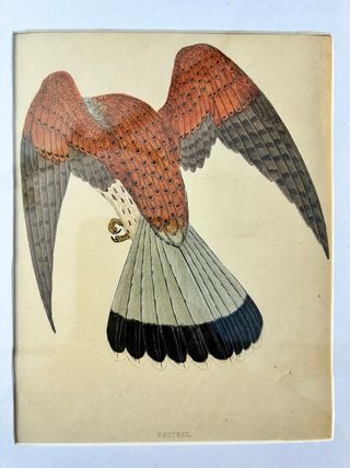 3 Stampe British Birds 1859 con cornice