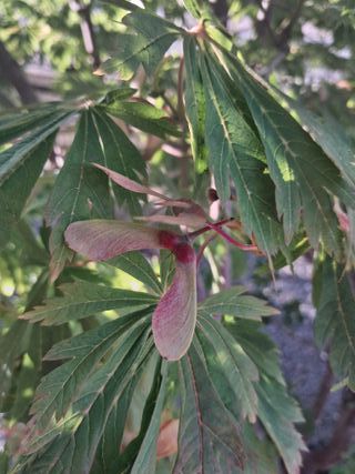 STOCK semenza di acero giapponese