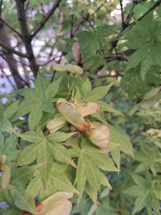 STOCK semenza di acero giapponese