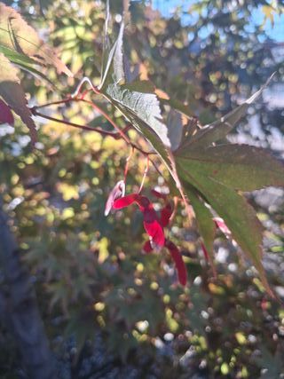 STOCK semenza di acero giapponese