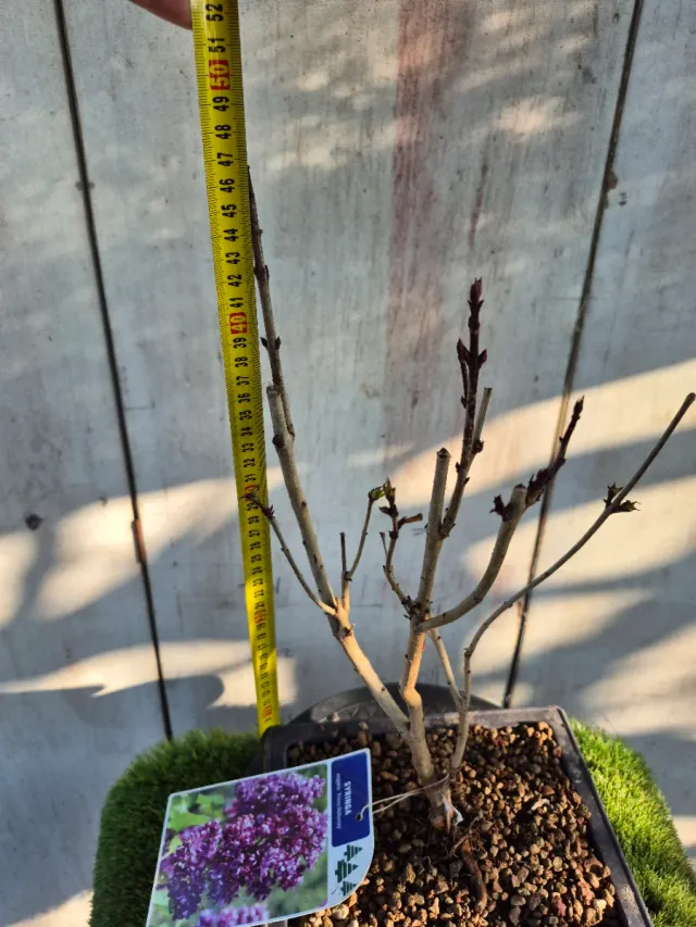 Prebonsai Syringa Lila REF60