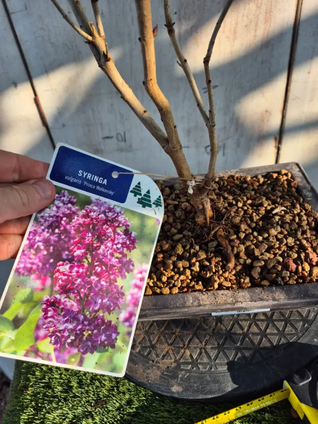 Prebonsai Syringa Lila REF60