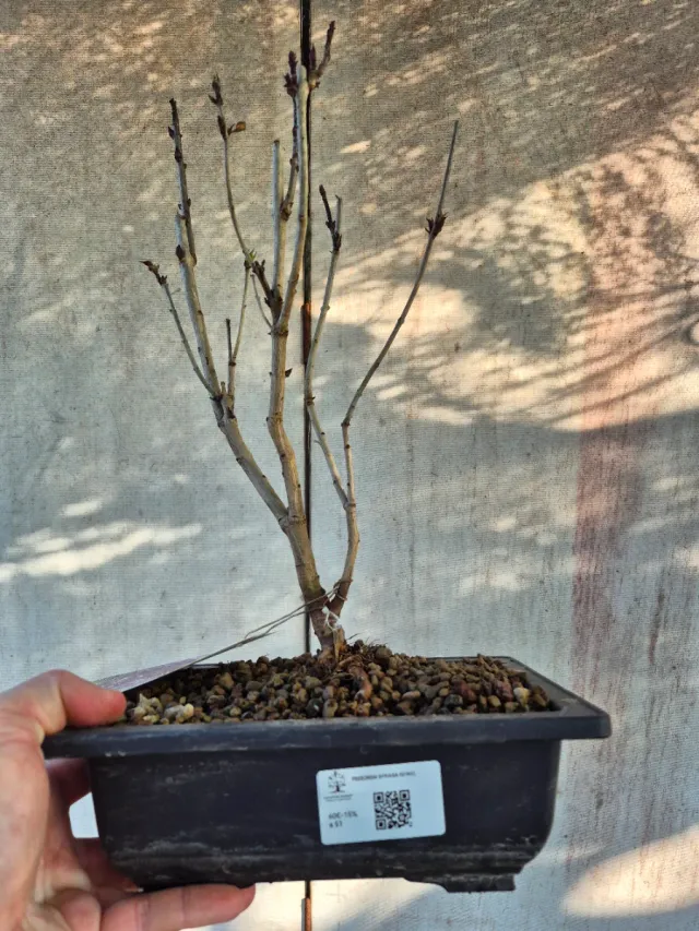 Prebonsai Syringa Lila REF60