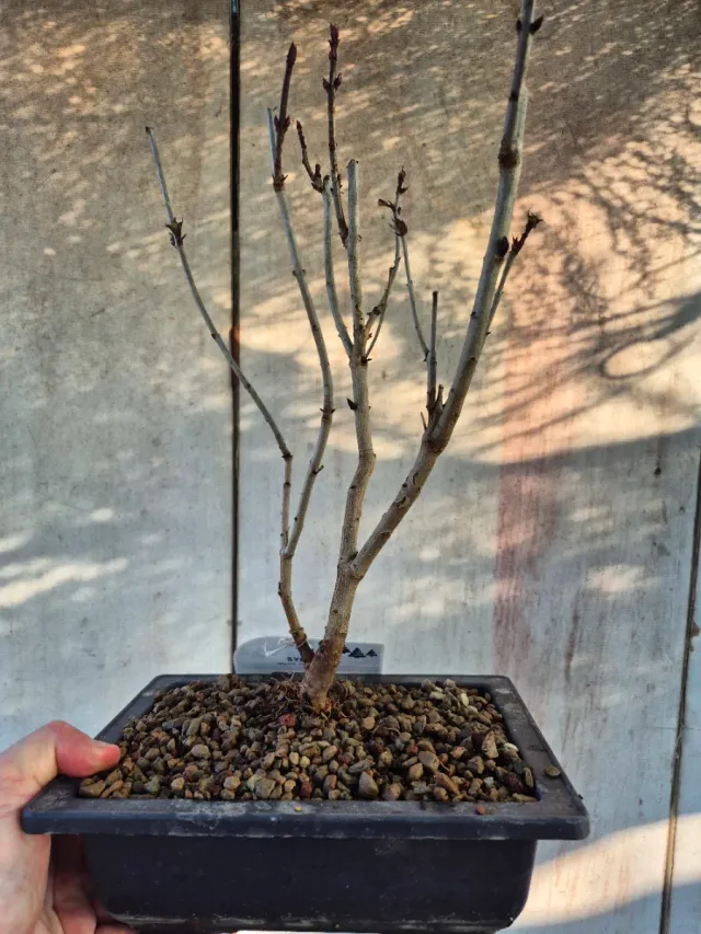 Prebonsai Syringa Lila REF60