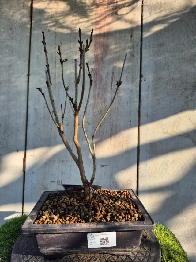 Prebonsai Syringa Lila REF60