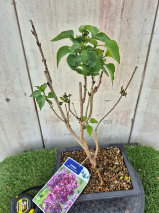 Prebonsai Syringa Lila REF60