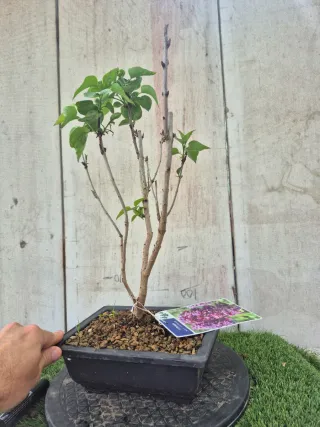 Prebonsai Syringa Lila REF60