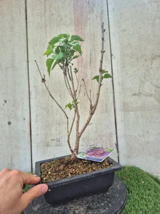 Prebonsai Syringa Lila REF60