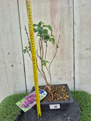 Prebonsai Syringa Lila REF60