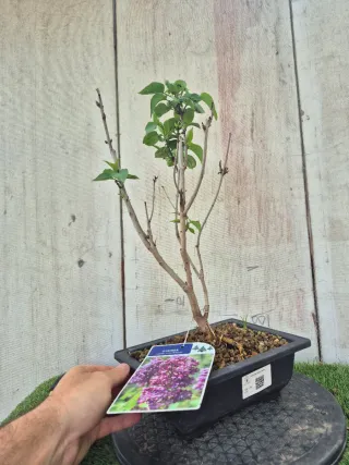 Prebonsai Syringa Lila REF60