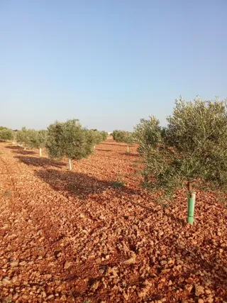 Olivos jóvenes 140 con 7 años en !!!socuellamos
