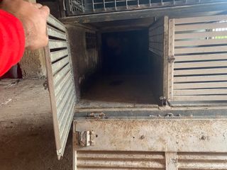 Remolque para perros