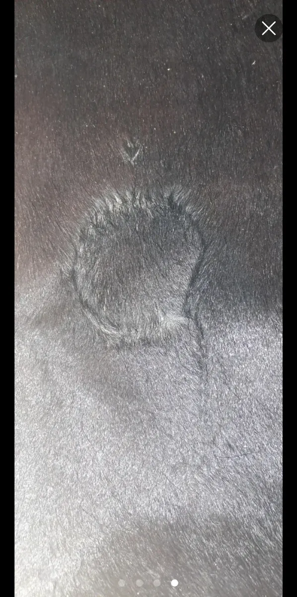 Alfombra piel toro lidia